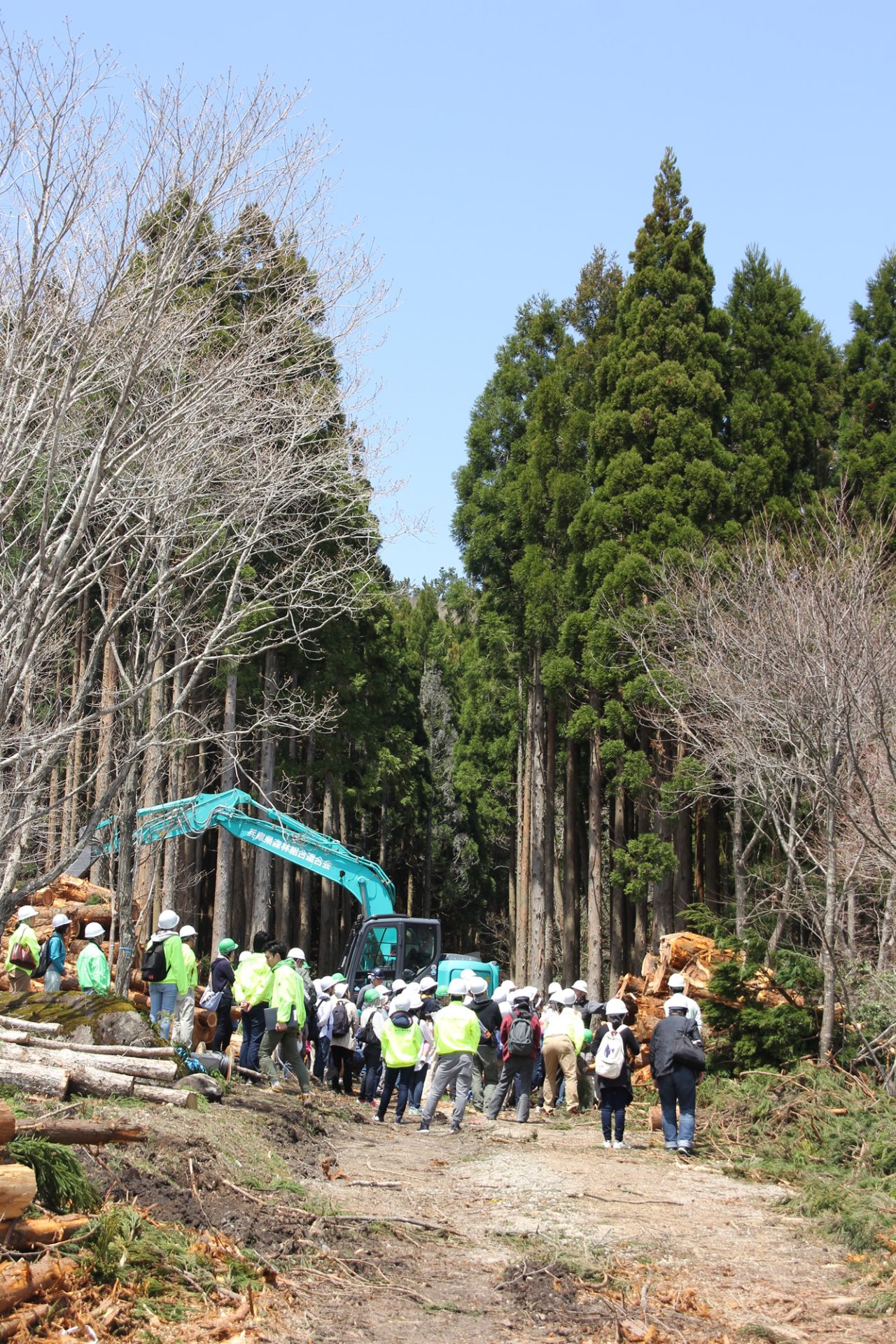 伐採現場04